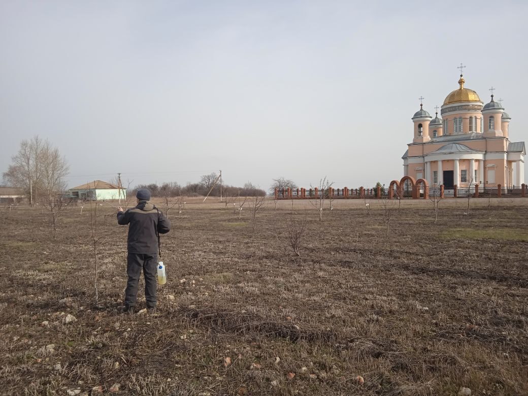 Обработка деревьев после зимы.